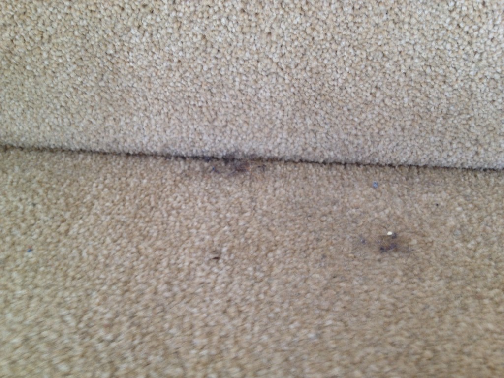 general-cleaning-and-carpet-cleaning-1
