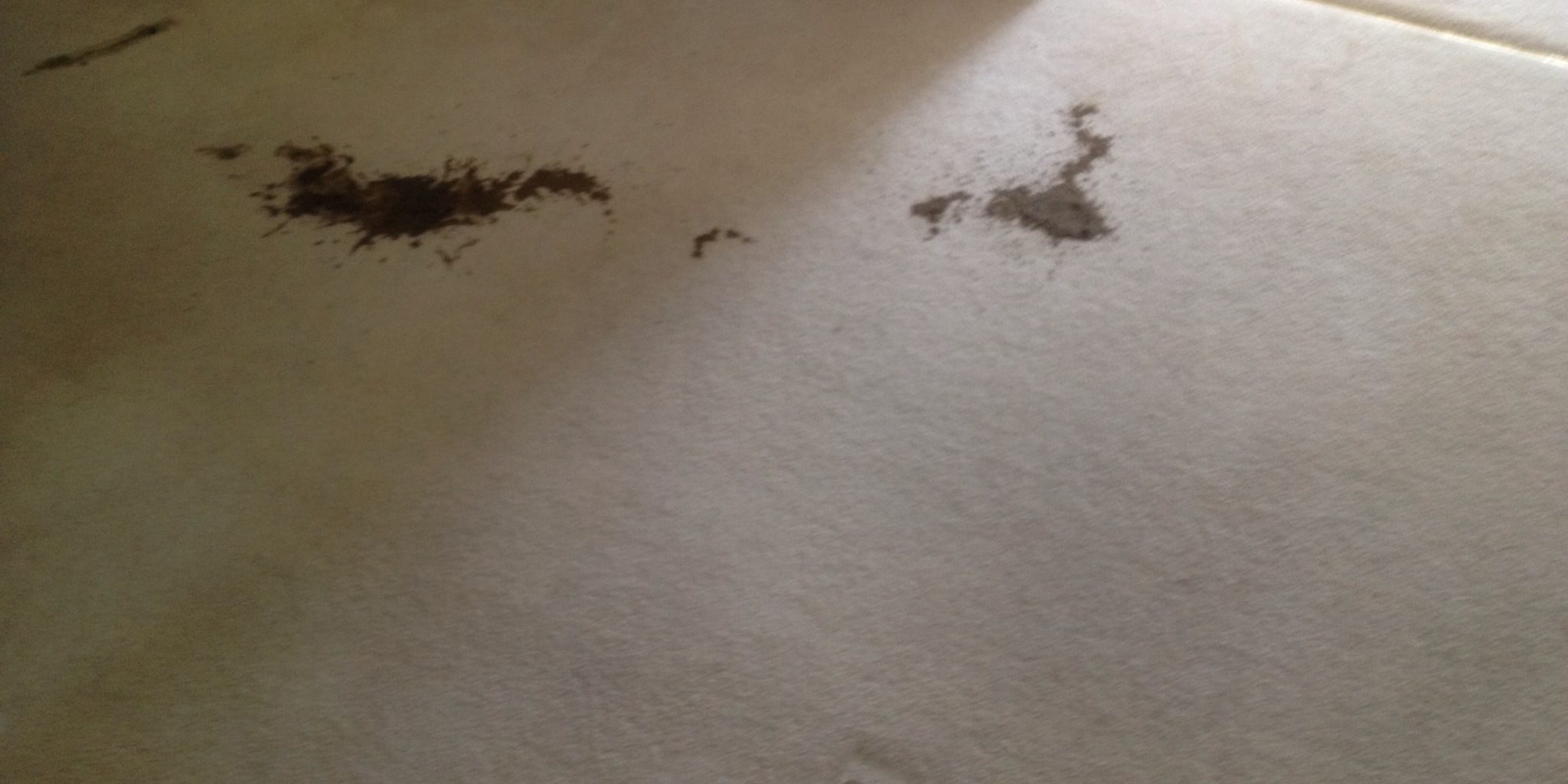 pet-accident-carpet-clean-needed