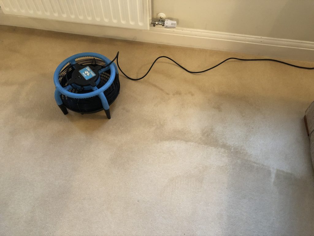 IMG_4796 carpet & upholstery cleaning