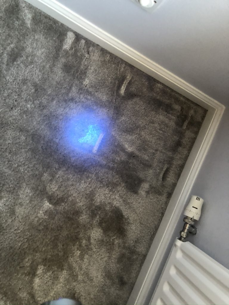 IMG_5580 Cat urine on a carpet