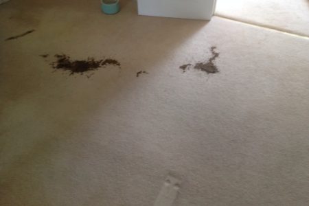 pet-accident-carpet-clean-needed